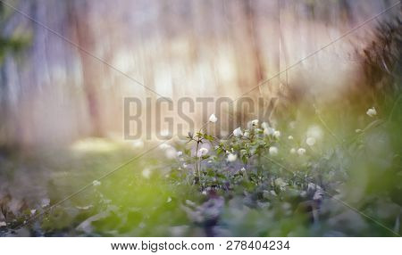 Blurred Background With Spring Primroses - White Flowers Of An Anemony