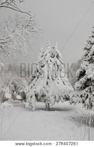 Christmas Tree In The Snow. Snow Drifts On The Coniferous Tree In The Park. Winter Park In The Snow.