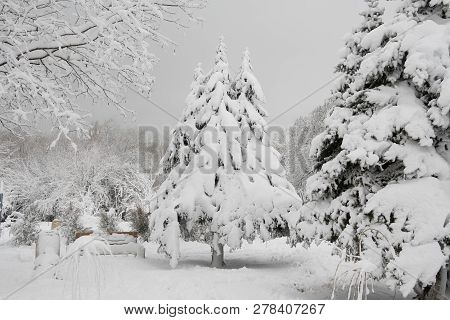 Snow Drifts On The Coniferous Tree In The Park. Winter Park In The Snow. Christmas Tree In The Snow.