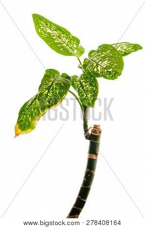 Vibrant Green Leaves With White Spots Of Dieffenbachia Plant Growing From The Top Of The Broken Main