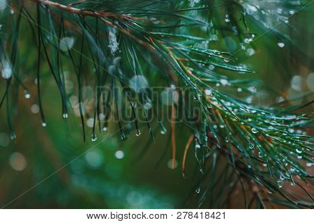 A Bright Evergreen Pine Tree Green Needles Branches