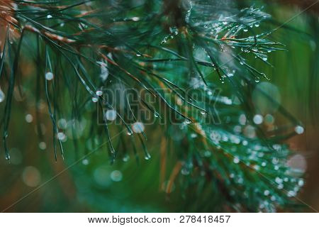 A Bright Evergreen Pine Tree Green Needles Branches