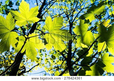 Lime Green Maple Shaped Leaves In Selective Focus Backlit By Sun Contrasting With Silhouette Branche