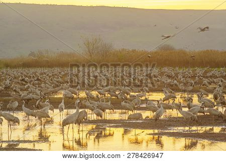 Common Crane Birds In Agamon Hula Bird Refuge, At Sunrise, Hula Valley, Israel