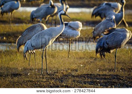 Common Crane Birds In The Agamon Hula Bird Refuge, Hula Valley, Northern Israel