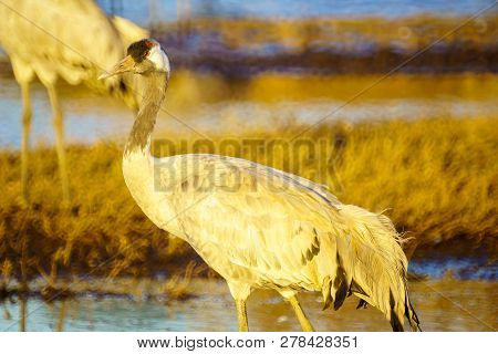 Common Crane Birds In The Agamon Hula Bird Refuge, Hula Valley, Northern Israel