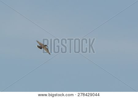 Eastern Kingbird With Wings And Tail Feathers Spread