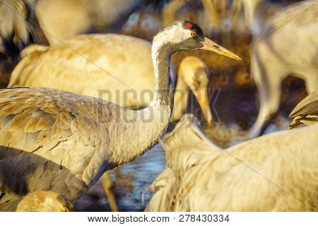 Common Crane Birds In The Agamon Hula Bird Refuge, Hula Valley, Northern Israel
