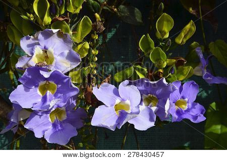 Beautiful Blue Thunbergia Grandiflora Flowers In Tropical Garden Of Tenerife,canary Islands,spain.be