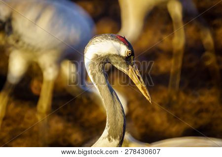 Common Crane Birds In The Agamon Hula Bird Refuge, Hula Valley, Northern Israel