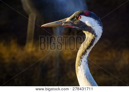 Common Crane Birds In The Agamon Hula Bird Refuge, Hula Valley, Northern Israel