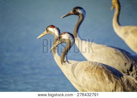 Common Crane Birds In The Agamon Hula Bird Refuge, Hula Valley, Northern Israel