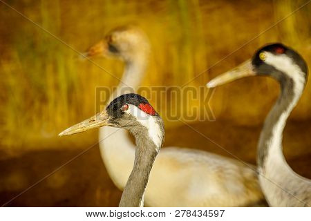 Common Crane Birds In The Agamon Hula Bird Refuge, Hula Valley, Northern Israel