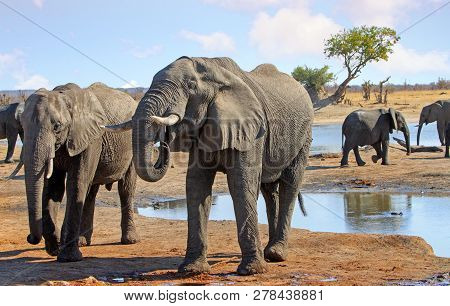 Two African Elephants - Africana Losodonta - Drinking From A Waterhole In Hwange National Park, Zimb