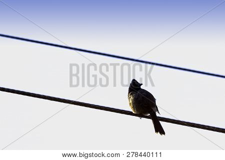 Central Indian Red-vented Bulbul (pycnonotus Cafer Humayuni) - New Delhi, India