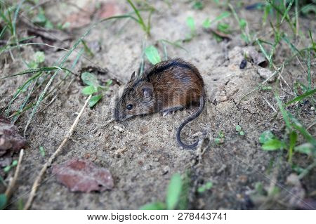 The Small Wild Mouse (apodemus Agrarius) Froze In Fear, Surprised By The Photographer.