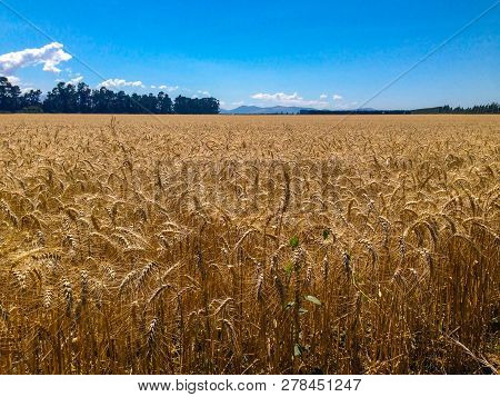Wheat Field On A Sunny Day, South Island Of New Zealand
