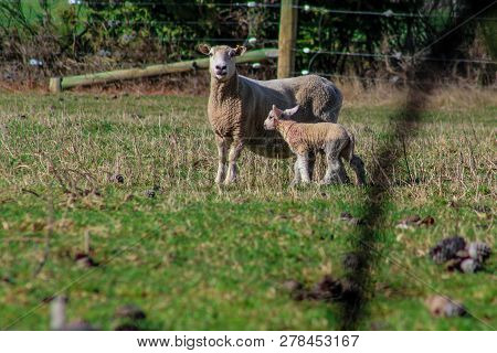 Sheep Family In New Zealand, Ewe And Lamb On Green Field