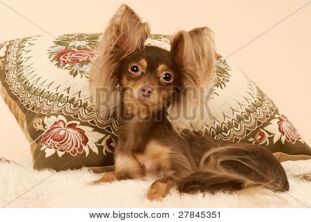 Toi doggy