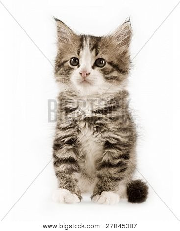 beyaz zemin üzerinde yavru kedi