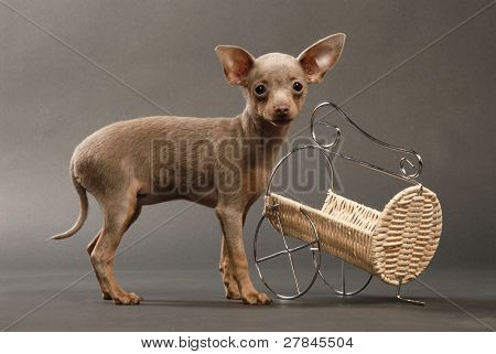 Toi doggy
