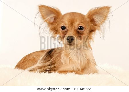Toi doggy