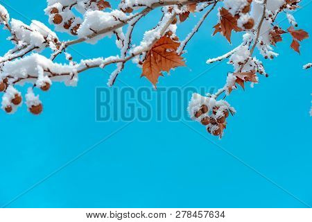 Maple Tree Covered In Snow, Winter Season Detail
