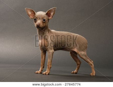 Toi doggy