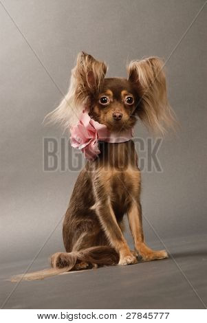 Toi doggy