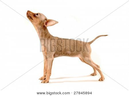 Toi doggy