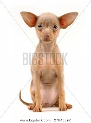 Toi doggy