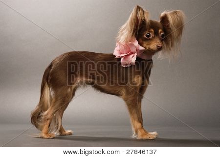 Toi doggy