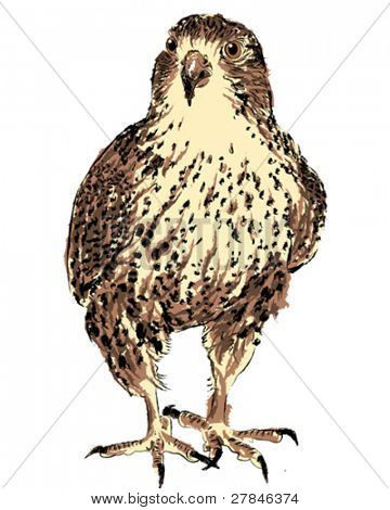 獲物の鳥 （完全に、元の図面のベクトル）