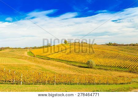 Croatia, Daruvar, Beautiful Countryside Landscape, Colorful Vineyards In Autumn On Hill