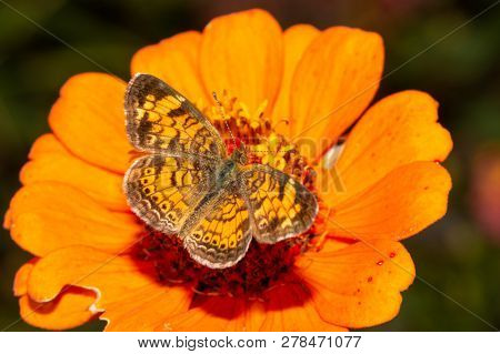 Male Pearl Crescent butterfly feeding on an orange Zinnia flower