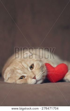 Red Scottishfold Cat And Plush Red Heart
