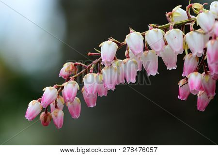 Close Up Of Salal Flowers In Bloom (gaultheria Shallon)