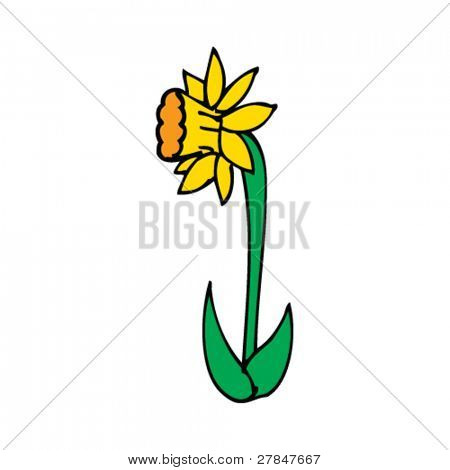 daffodil drawing