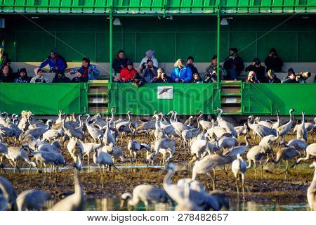 Hula, Israel - January 11, 2019: Safari Wagon Carrying Bird Photographers Watching Crane Birds, In T