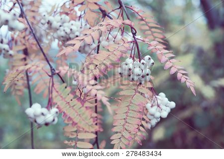 Autumnal Detail Of A Wild Chinese Rowan Tree Branch With Mountain Ash Leaves And White Sorbus Berrie
