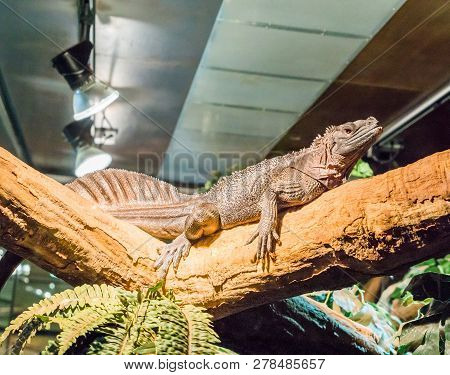 Herpetoculture, Brown Amboina Sail Fin Lizard Laying On A Branch, Tropical Terrarium Pet From Indone