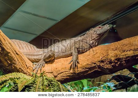 Herpetoculture, Closeup Of A Amboina Sail Fin Lizard, Tropical Terrarium Pet From Indonesia