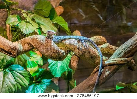 Blue Spotted Tree Monitor Walking Over A Branch, Endangered Lizard From The Island Of Batanta In Ind