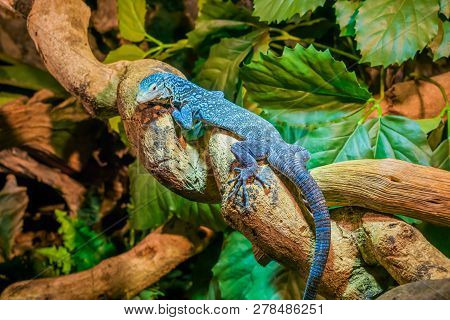 Closeup Of A Blue Spotted Tree Monitor On A Branch, Endangered Lizard From The Island Of Batanta In 