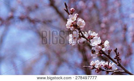 Fruit Tree Flowers Spring / Spring Flowering Fruit Trees