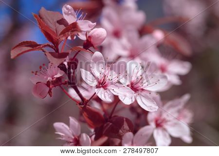 Fruit Tree Flowers Spring / Spring Flowering Fruit Trees