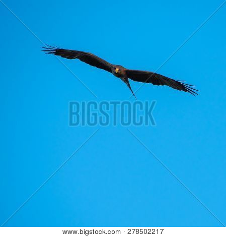 A Yellow Billed Kite Hunting Against A Blue Sky.