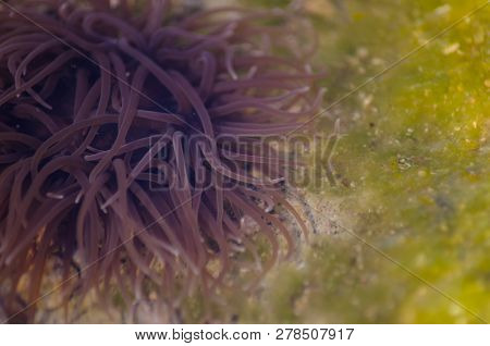 Snakelock Anemone Anemonia Virdus Tentacles In Natural Environment In Mellieha Malta