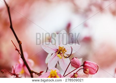 Cassia fistula tree blossom in spring season in the Hawaii, USA