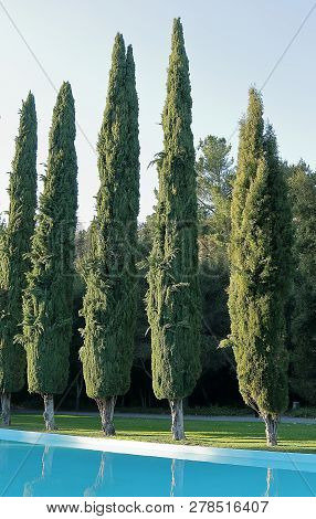 Cypress Trees And Pool In Pulgas Water Temple. Woodside, California